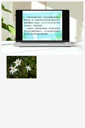 人音版音乐八年级上册 第二单元 多彩音乐剧 演奏+《雪绒花》（片段）-资源套餐