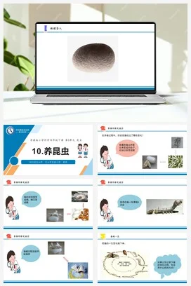 苏教版科学四年级下10.养昆虫（第三课时）（乐山 黄燕）