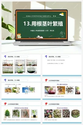 苏教版科学四年级下13.用根茎叶繁殖（鄂尔多斯 李红英）