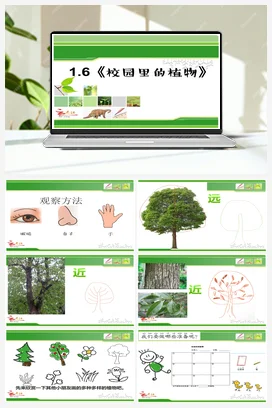 1.6《校园里的植物》 课件+教案 小学科学教科版一年级上册