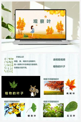 观察叶 课件 小学科学教科版一年级上册第1单元第3课