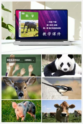 我们知道的动物 课件 教科版小学科学一年级下册 第2单元第1课