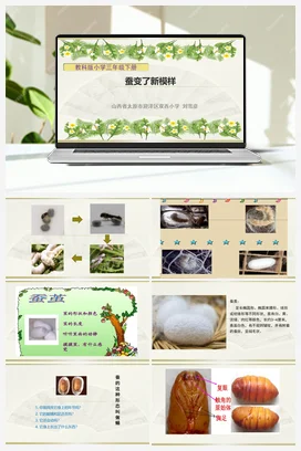《蚕宝宝变了新模样》课件+教学设计 教科版小学科学三年级下册