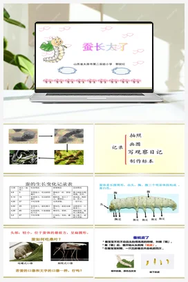 《蚕长大了》课件+教学设计 教科版小学科学三年级下册