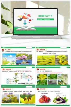 2.1油菜花开了 课件+教案 教科版小学科学四年级下册