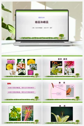 2.雄蕊和雌蕊 课件+教案 教科版小学科学四年级下册