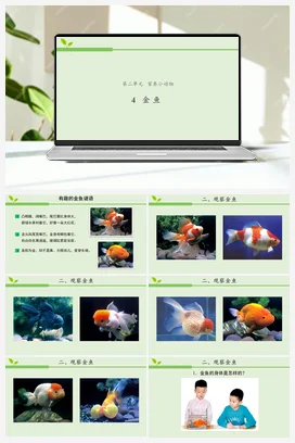 2.4 金鱼 课件（21张ppt） 教案 活动设计 5个视频 人教鄂教版小学科学一年级上册