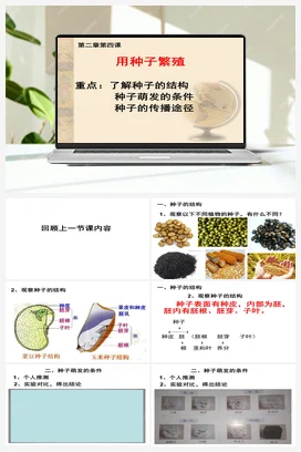 2.4 用种子繁殖（课件13张ppt）教案 人教鄂教版小学科学四年级上册