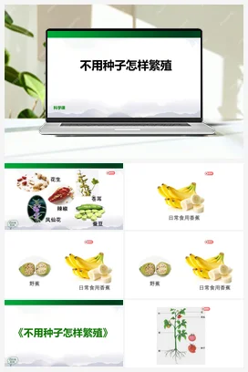 2.5 不用种子怎样繁殖 课件(39张ppt) 人教鄂教版小学科学四年级上册