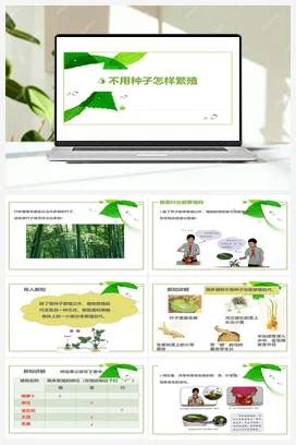 2.5 不用种子怎样繁殖 课件+教案 人教鄂教版小学科学四年级上册