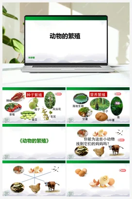 2.6 动物的繁殖 课件(40张ppt)+内嵌视频 人教鄂教版小学科学四年级上册