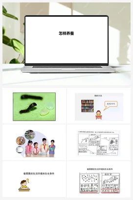06：怎样养蚕（PPT课件+视频素材） 人教鄂教版小学科学四年级下册