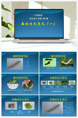 07：蚕的生长变化（PPT课件+教学设计） 人教鄂教版小学科学四年级下册