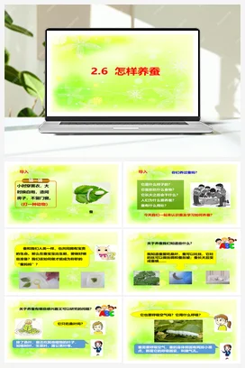 2.6怎样养蚕 课件+视频 人教鄂教版小学科学四年级下册