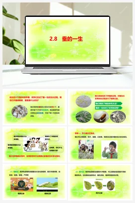 2.8 蚕的一生 课件+视频 人教鄂教版小学科学四年级下册