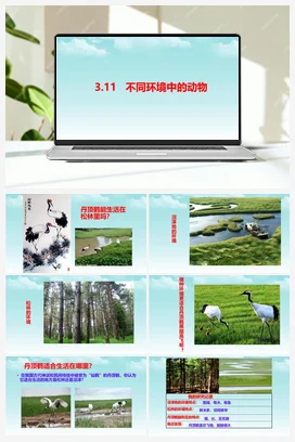 3.11不同环境中的动物 课件+视频 人教鄂教版小学科学四年级下册