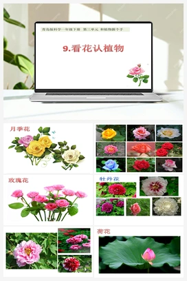 3.9：看花认植物 课件+教案 青岛版小学科学一年级下册