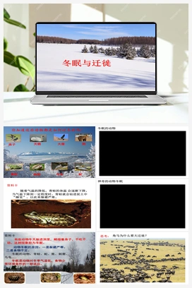 1.4 冬眠与迁徙 （课件22张PPT+视频) 青岛版小学科学三年级上册