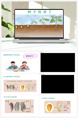 13 种子发芽了（课件25张PPT+4视频） 青岛版小学科学三年级下册