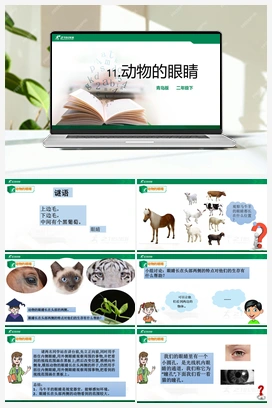 4.11：动物的眼睛 课件+教案 青岛版小学科学二年级下册