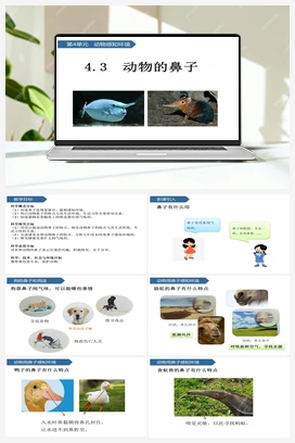 4.13：动物的鼻子 课件+教案 青岛版小学科学二年级下册
