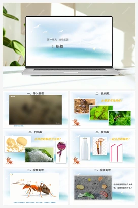 1 蚂蚁（ 课件18张 教案 视频） 青岛版小学科学四年级上册