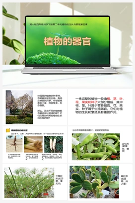 05：《植物的器官》课件 冀人版小学科学四年级下册
