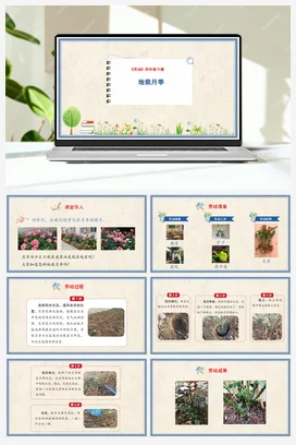 地栽月季 课件+教案 人民版小学劳动四年级下册