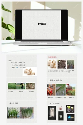 种大蒜 课件+教案 苏教版劳动二年级下册